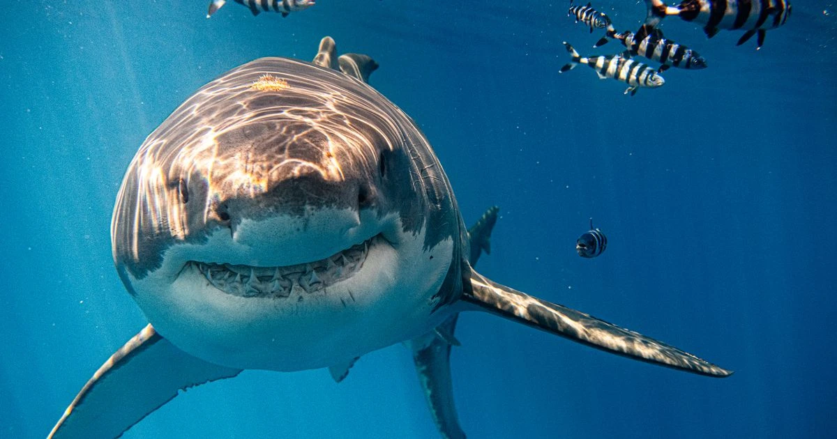Moment great white shark grins like Bruce from Finding Nemo as it poses for photo