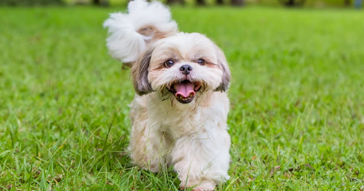 Vet issues warning to dog owners over breeds more at risk during tick season - full list
