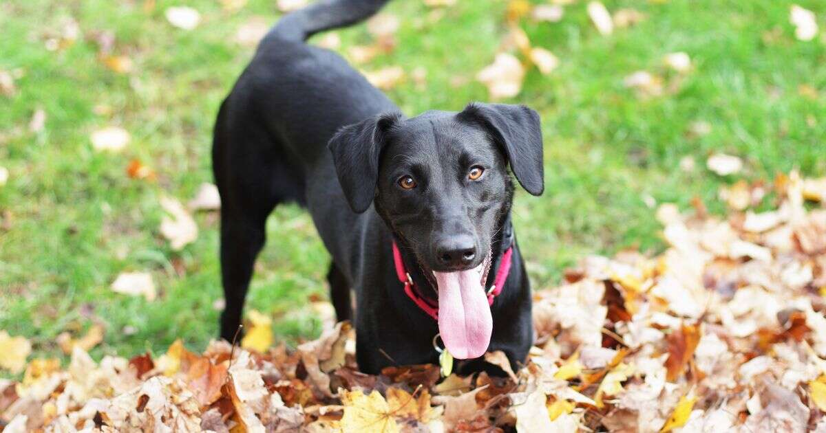 Pet owners could be fined £5,000 for burying beloved cat or dog in gardenDogs