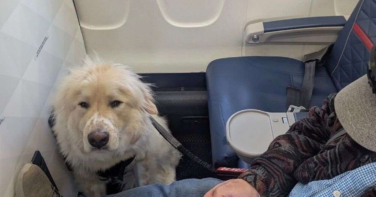 Airline passenger's fury at being told to give up first class seat for dog