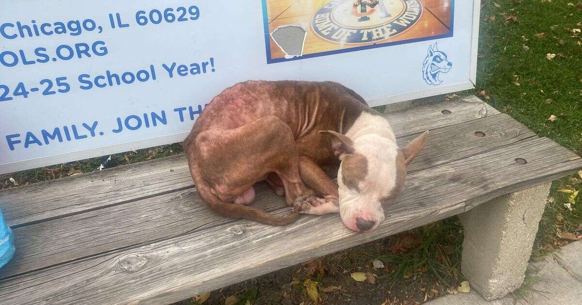 Abandoned dog found shivering at bus stop faces another blow at animal shelter