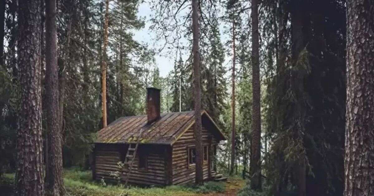 Only those with hunter's vision can spot bear hidden in this image