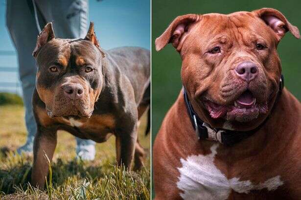 Dog deaths at an all time high following XL Bully ban, with 100 'destroyed' a month