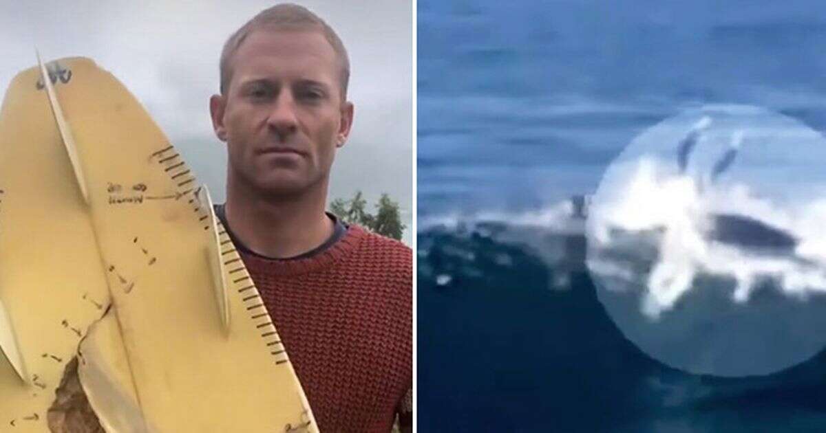 'Two great white sharks nearly ate me alive – but my life's better off for it'