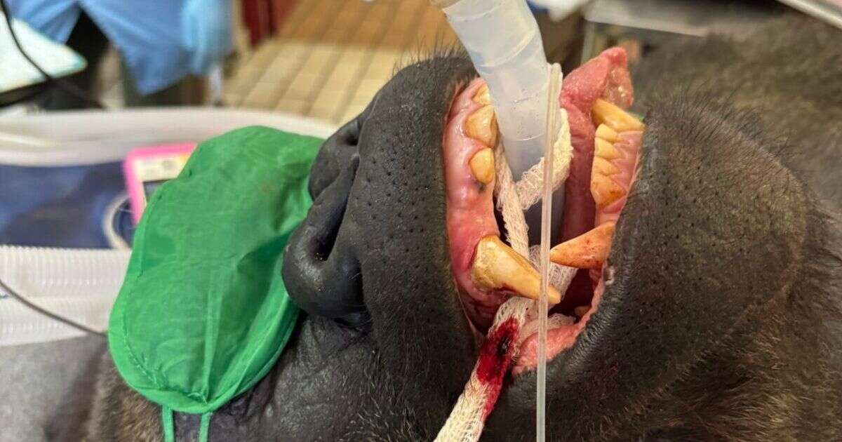 Giant 29-stone silverback gorilla goes to the dentist after horrifying discovery in its mouth