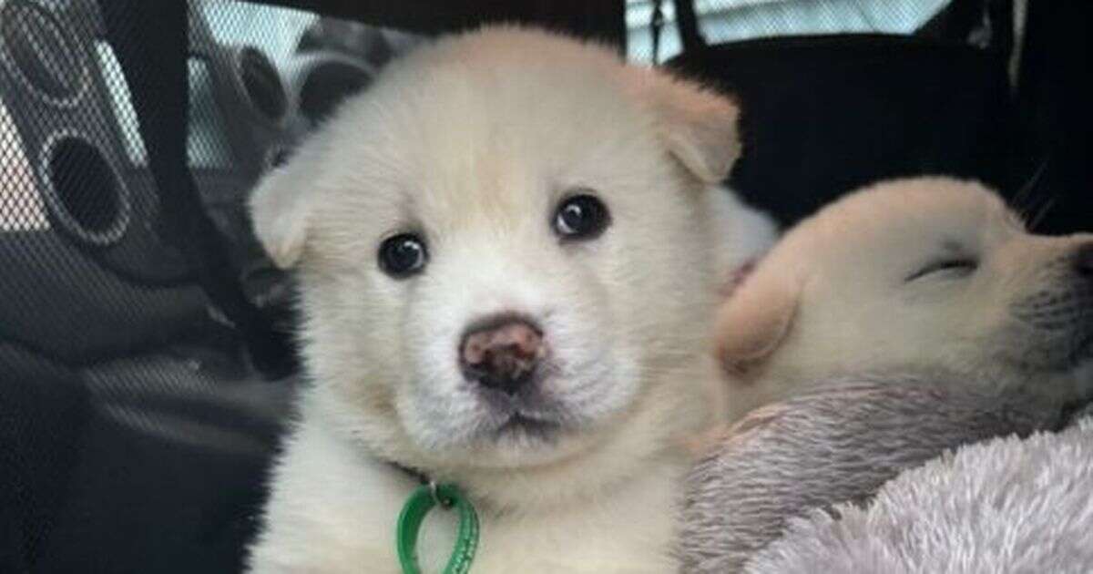 Adorable puppies that look like polar bears found dumped in carrier bag