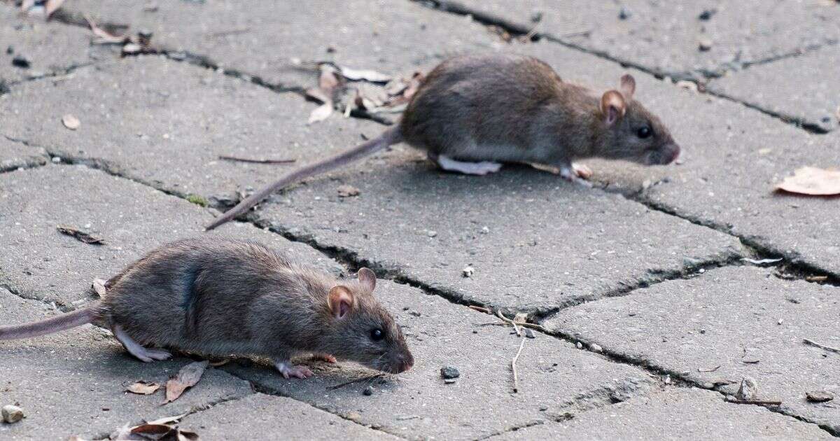 Glasgow plagued by rats that 'could kill' as more than 100 people hospitalised by attacks