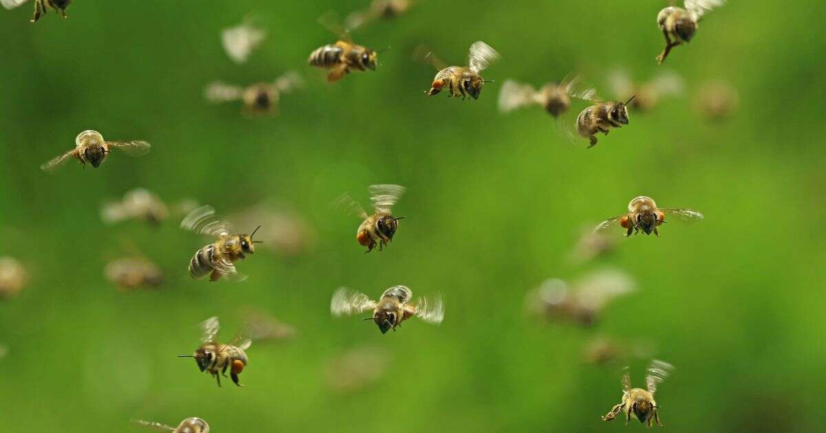 Boy, 6, stung over 1,000 times by swarm of angry bees - but survives