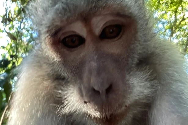 Cheeky monkey steals stunned Brit's phone in Bali and takes hilarious selfie