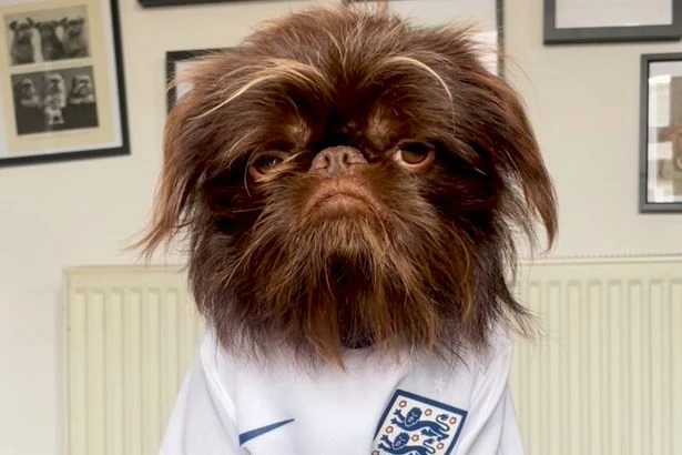 Adorable dog that predicts World Cup match results got England game totally right