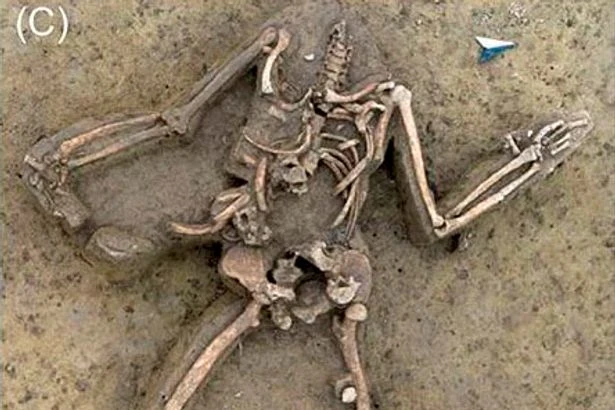 scientists baffled by headless skeletons uncovered at 7,000-year-old farm