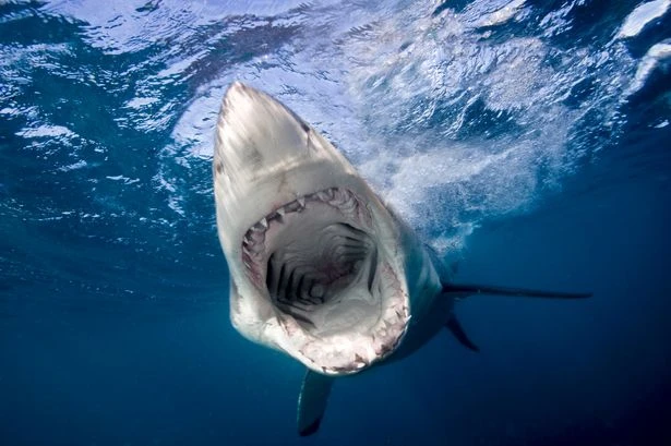 Horror at holiday hotspot as 'aggressive' 8ft shark attacks beach swimmer
