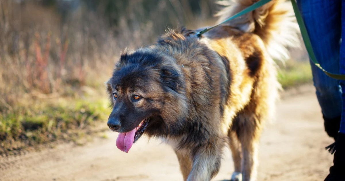 Leicestershire dog attack: Six injured by Caucasian Shepherds as girl, 17, arrested