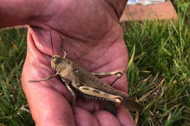 Brits fear invasion from 'plague of locusts' brought over by African weather plume