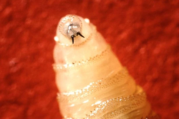 Everything we know as gruesome flesh-eating pest hits second US state