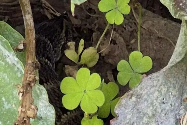 Neighbours in a panic as there’s a ‘snake’ on the loose in gardens near UK city