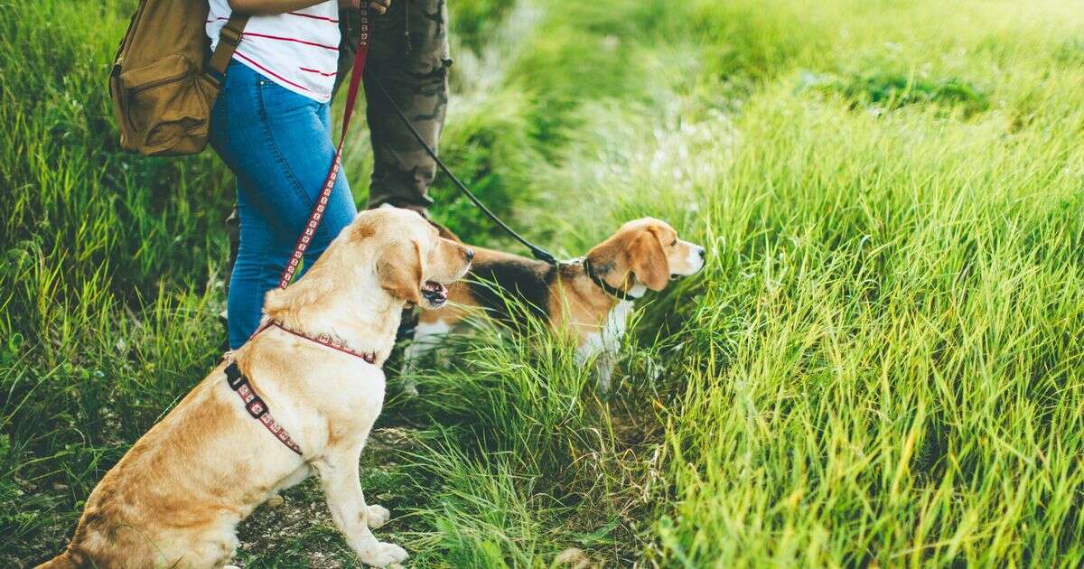 Expert issues urgent warning as 'beautiful' flower is 'highly toxic' to dogs