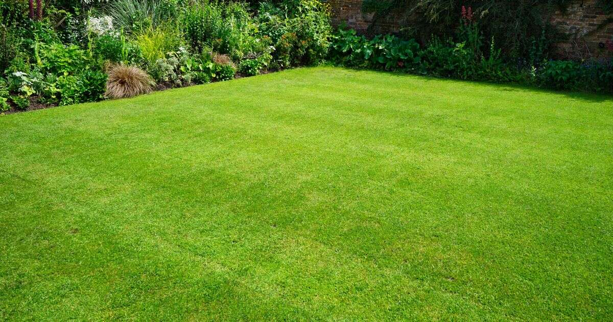 Genius £1 coin trick will transform your lawn from sparse to lush in autumn months