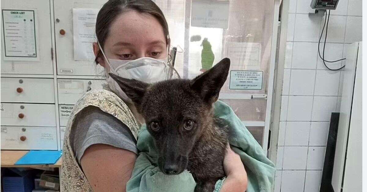 First-ever cross between a dog and fox hailed as 'amazing' discovery by scientists