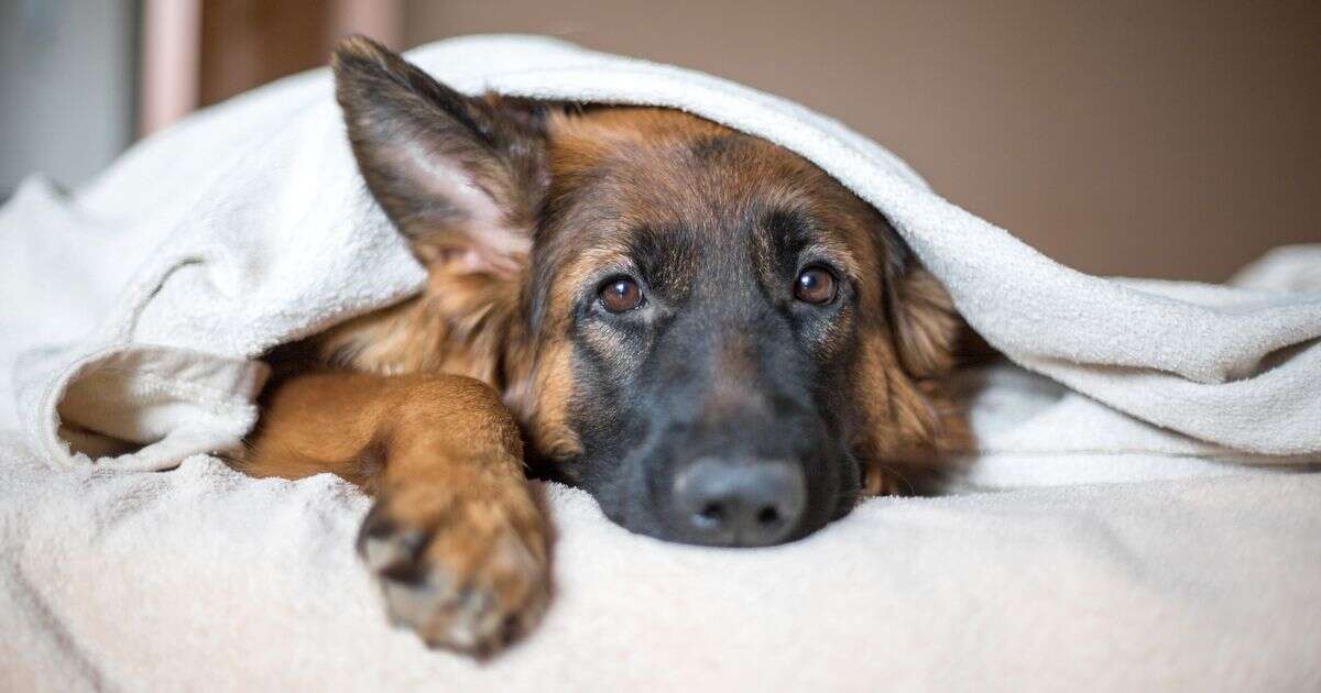 Doctor issues warning and tells dog owners to never share a bed with their poochDogs