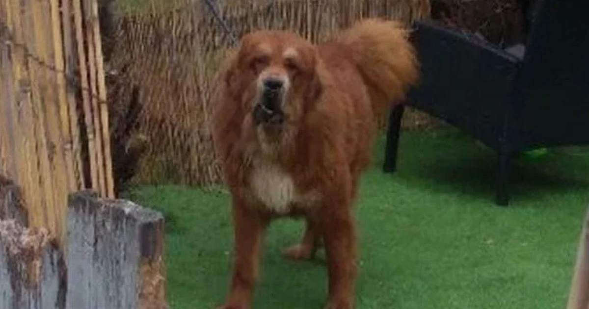 Mastiffs attacked neighbour and 'latched onto testicles' of police officer