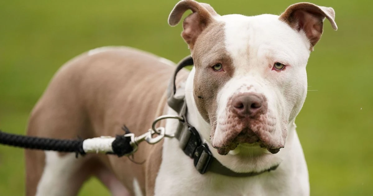 Neighbours should shop illegal XL Bully owners to police, says No10