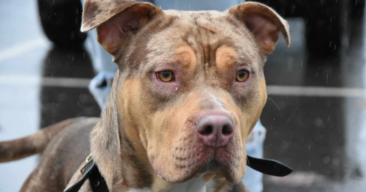 What happens if your dog breed becomes banned in UK and penalty for owning XL Bully