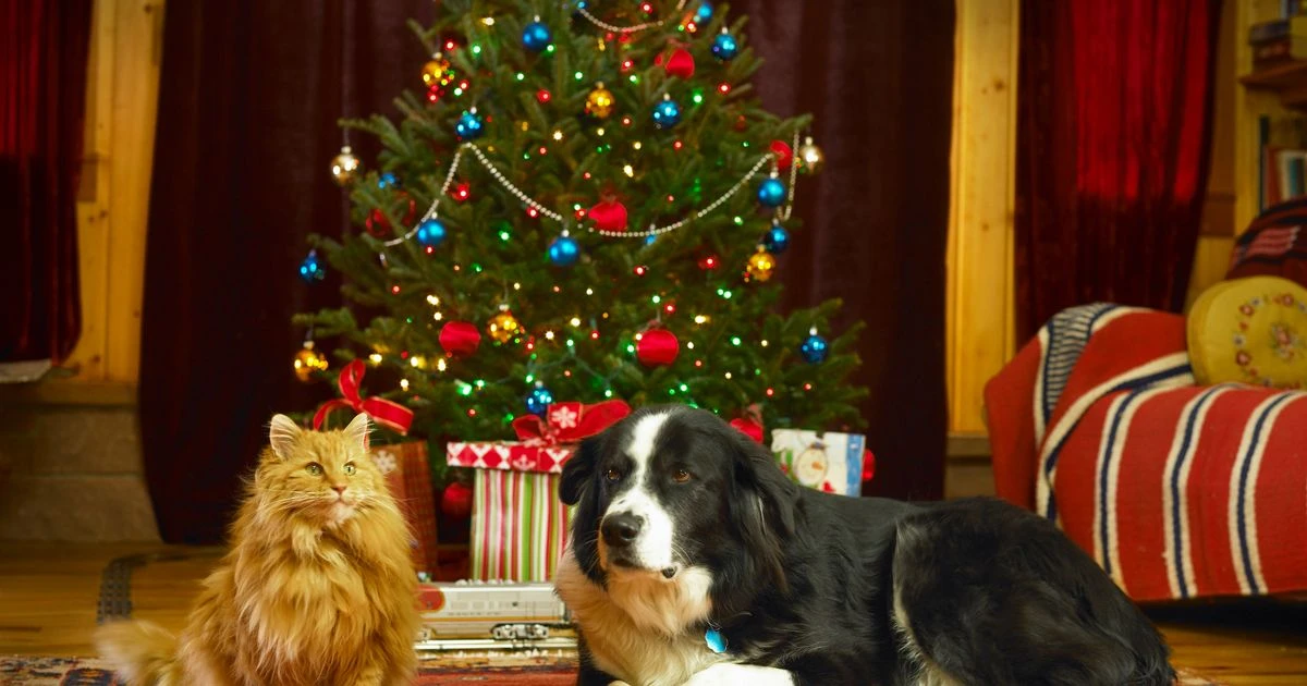 Woman issues urgent warning on popular Christmas decoration that can be lethal to pets