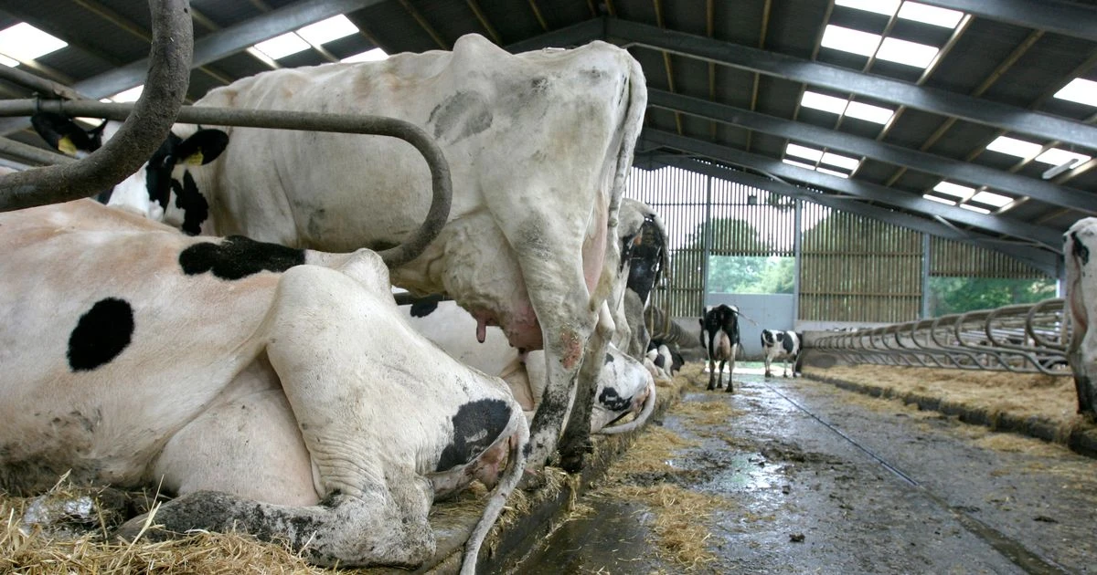 Antibiotic-resistant superbugs in factory farms 'kill nearly 2,000 Brits a year'