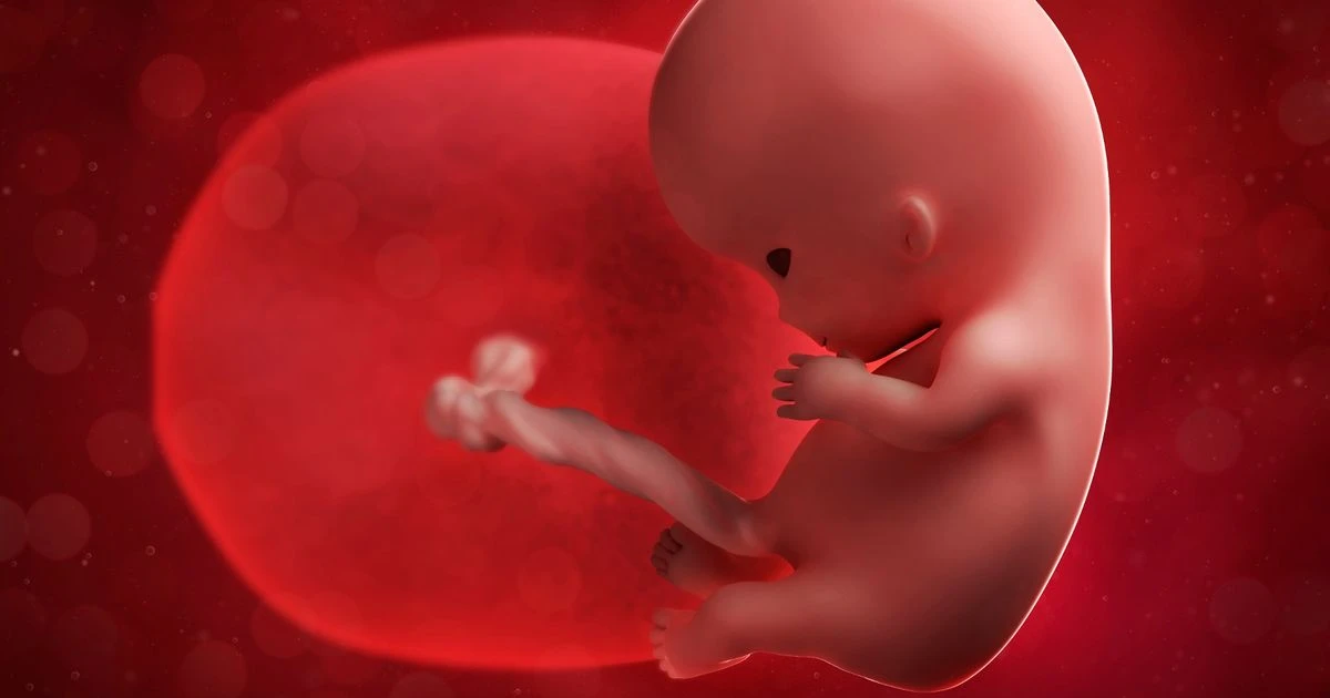 opinion'The placenta holds answers to unexplained miscarriages and stillbirths'
