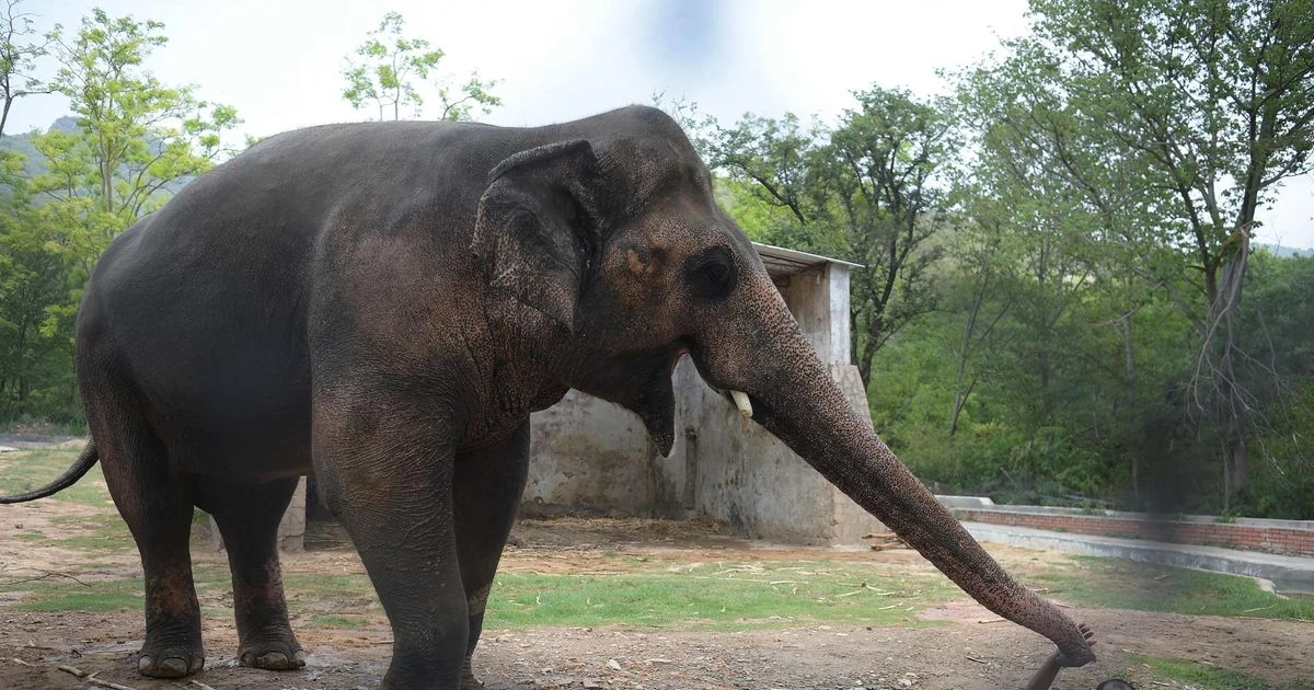 'World's loneliest elephant' kept in chains for 35 years finally given new home with pals