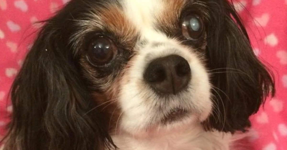 Pet experts warn of the dangers of buying Christmas puppies from dodgy dealers
