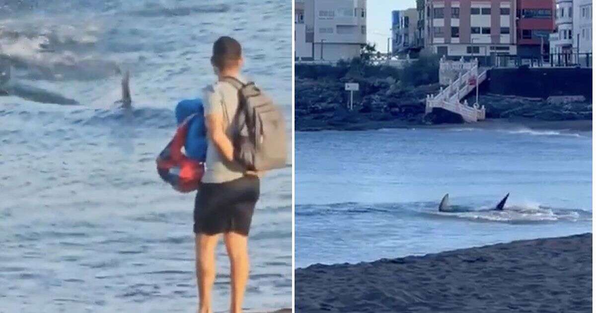 Gran Canaria beach shut after massive seven-foot shark spotted lurking in waters