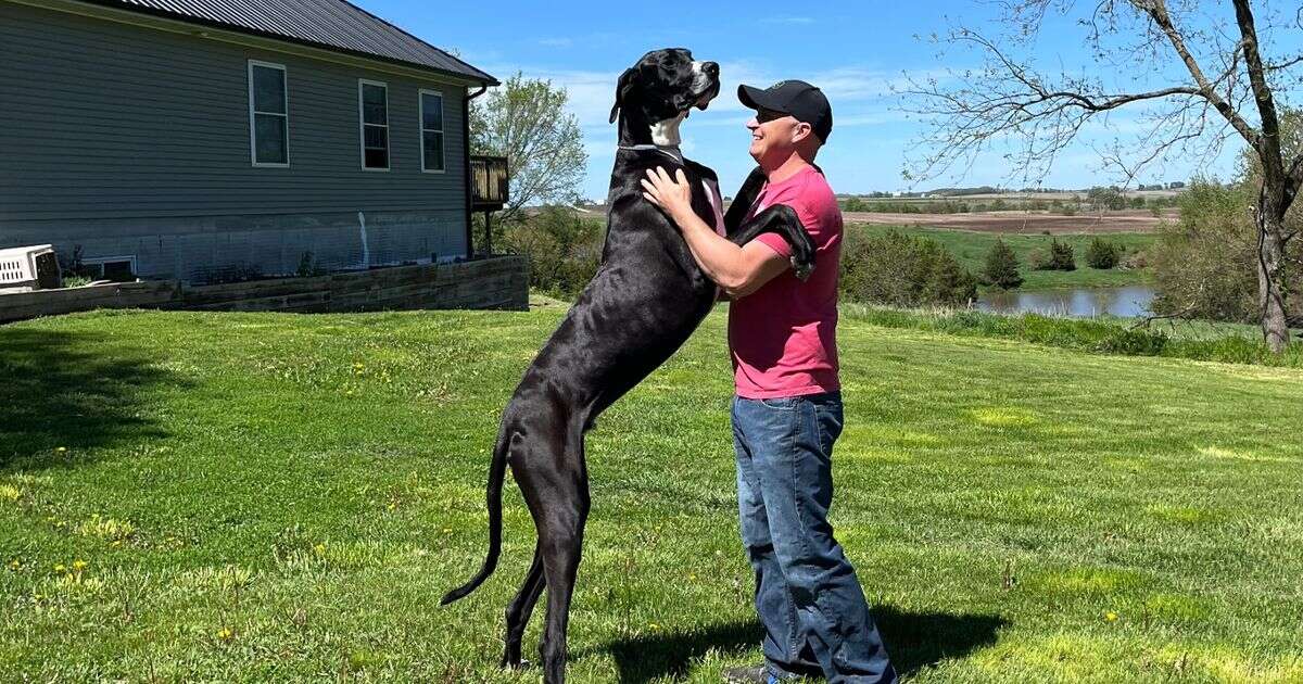 World's tallest dog crowned as Great Dane who stands 7ft on hind legs