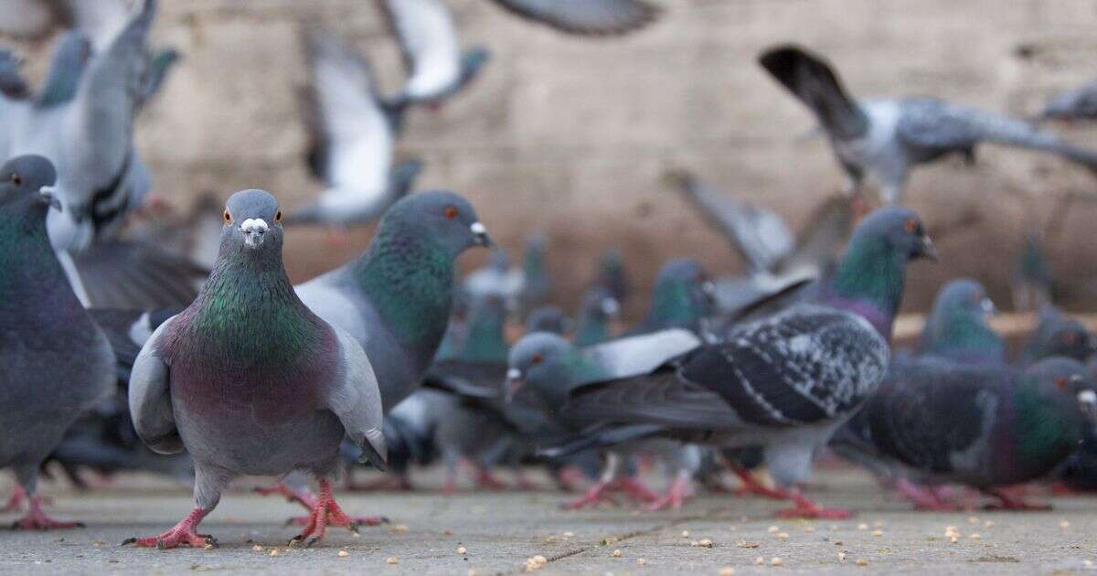 German town votes to slaughter all pigeons in bizarre referendum