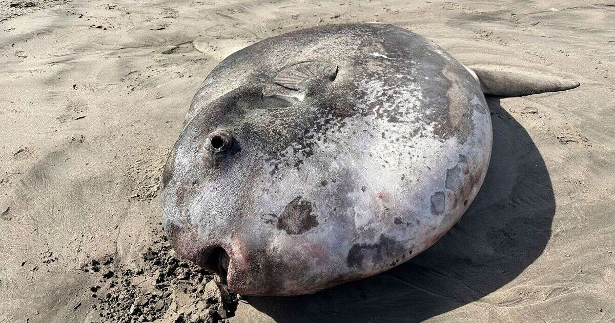 Giant 7-foot fish washes up on beach as huge crowds gather in amazementFishing