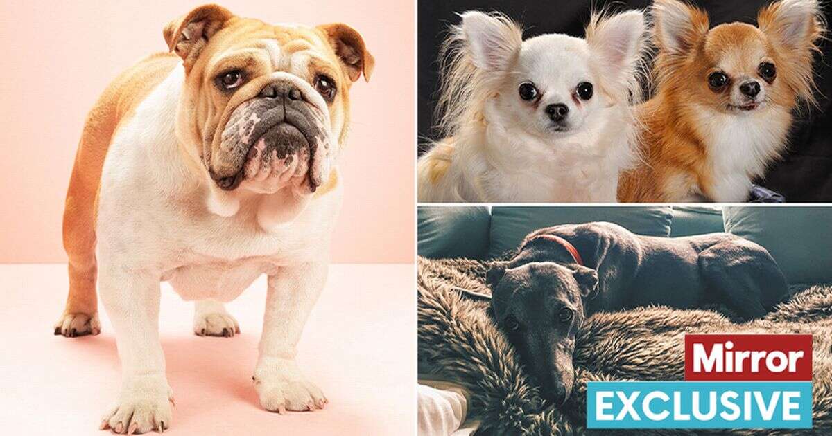 5 'laziest' dog breeds - including one known for its incredible speed