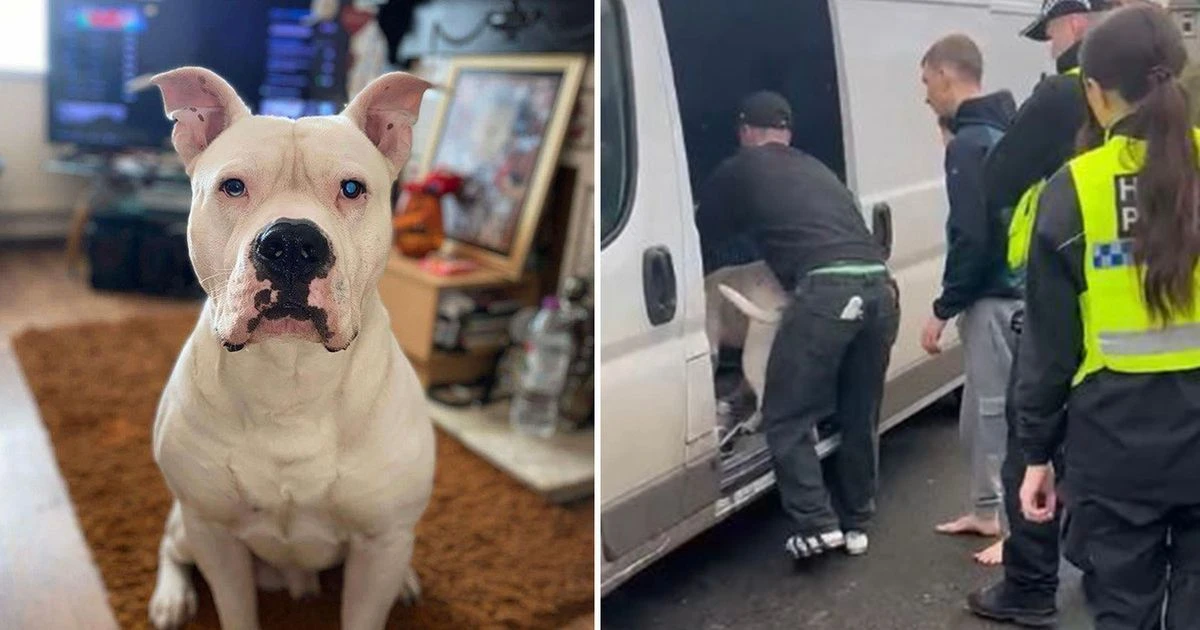 Police came to our house and bundled our dog into van – we've heard nothing since