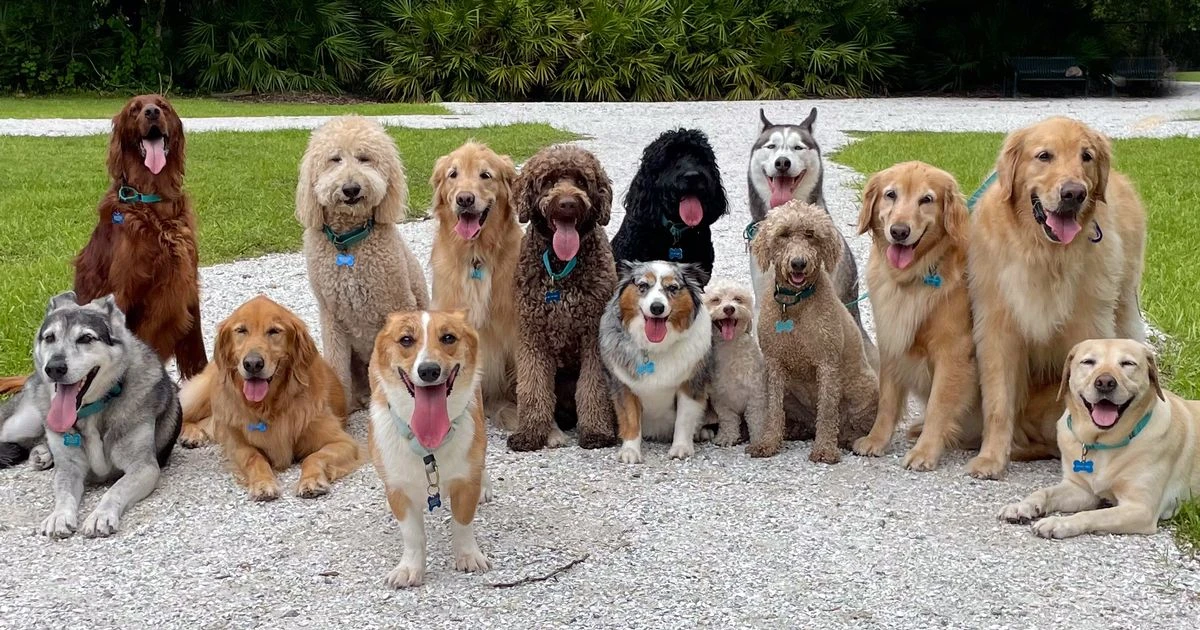 The two designer dog breeds being rejected by Brits over heartbreaking health problems