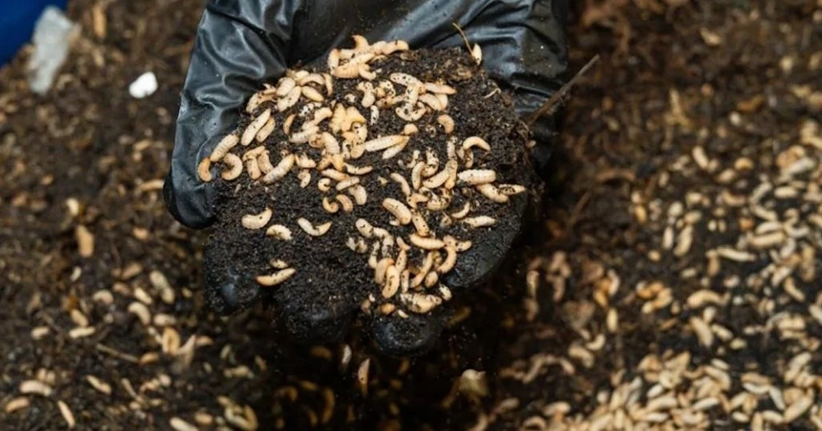 Council dumps millions of maggots to tackle huge rubbish piles as landfill 'almost full'