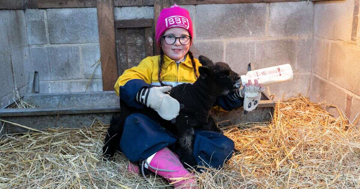 Britain's youngest shepherdess welcomes 5 adorable new lambs into little flock