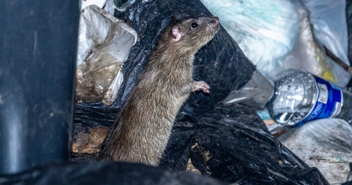 Shocking photos show giant rats 'as big as cats' running in rubbish-filled city streets