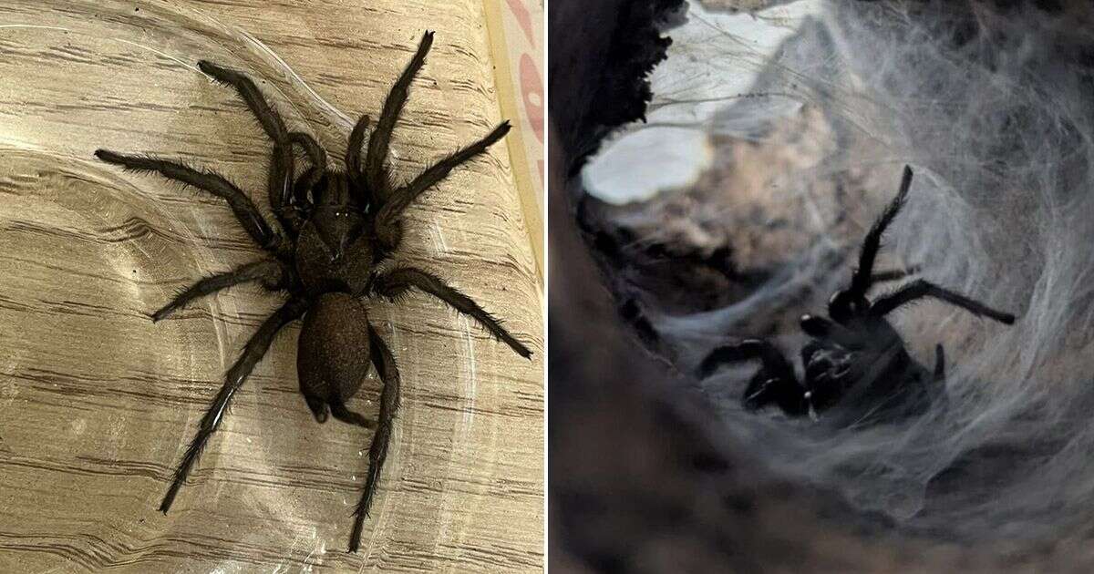 Europe's largest spider with venomous bite hitchhikes to UK in delivery of olives