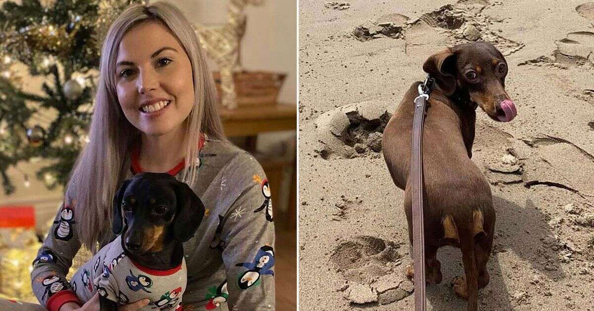 Sausage dog owner's heartbreak as pet 'has to be put down after attack by Staffy'