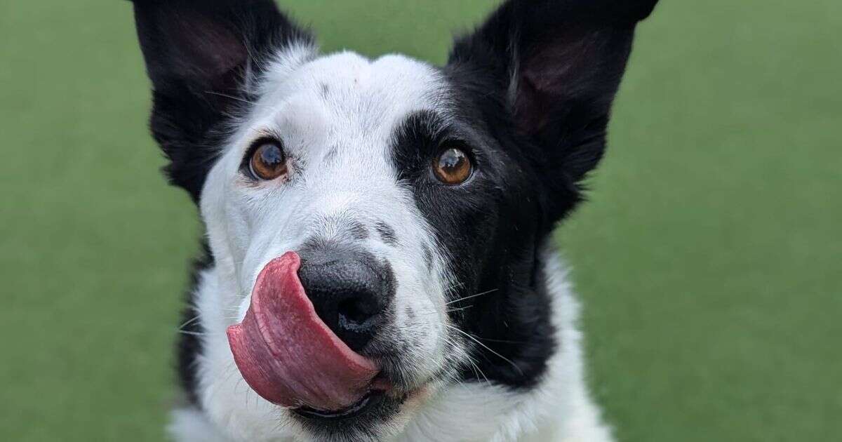 UK's oldest rescue dog is desperate to find his forever home - before it's too lateDogs Trust