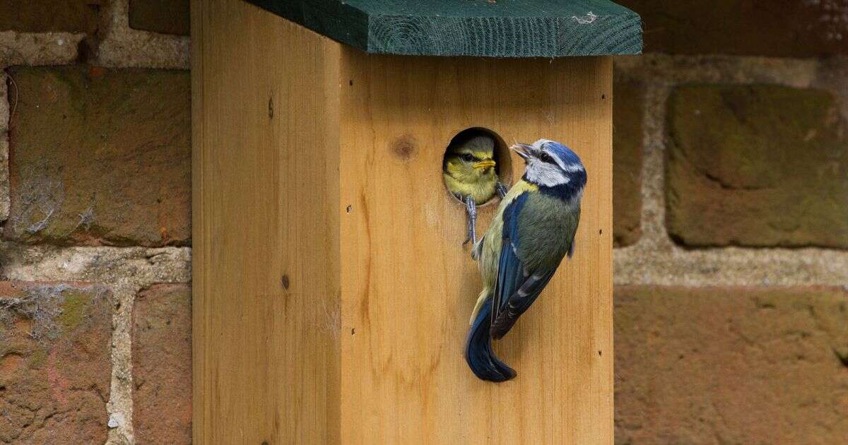 Urgent task gardeners must do this month to protect the birds in their gardensGardening