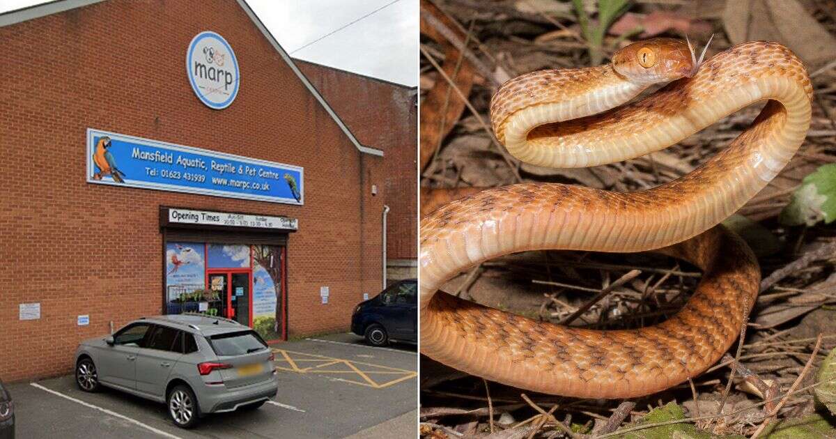 Venomous snake among those on the loose after pet shop theftSnakes