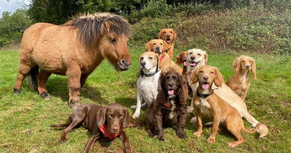 Mini horse believes he's actually a dog - and even takes his owner's pets out for walksHorses