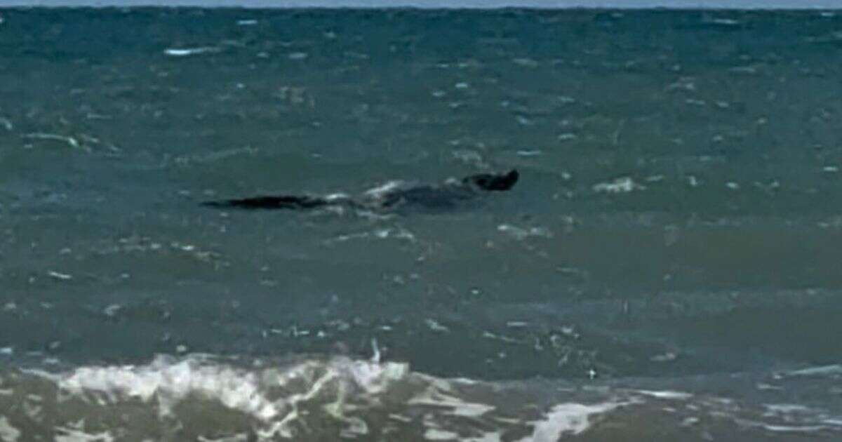 Swimmers run for their lives as massive predator spotted stalking the water