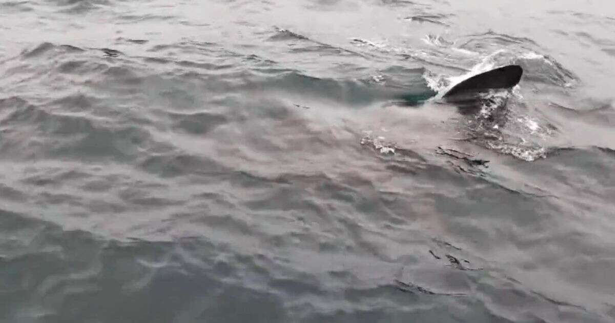 Incredible footage shows moment rogue giant shark spotted swimming off British coastUK News